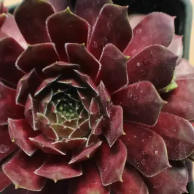 Молодило БЛЭК МОУНТЭЙН в Бобруйске