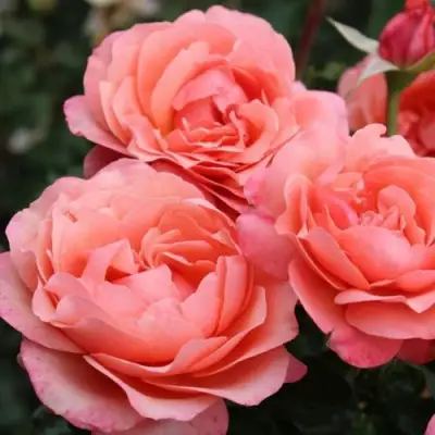 Роза КОРАЛ ЛИОНС РОУЗ флорибунда в Бобруйске