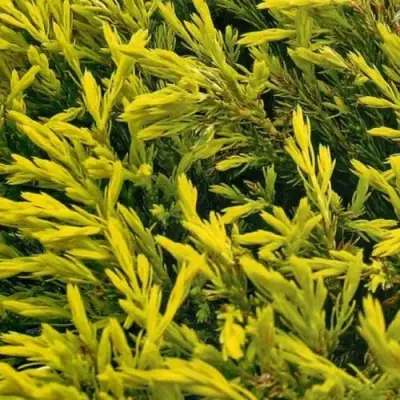 Можжевельник ЛАЙМ ГЛОУ горизонтальный  в Бобруйске