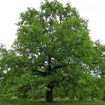 Дуб черешчатый в Бобруйске