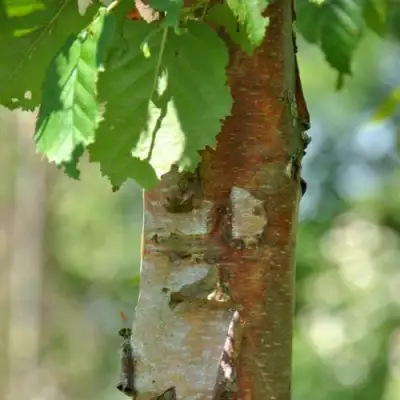 Береза бумажная в Бобруйске