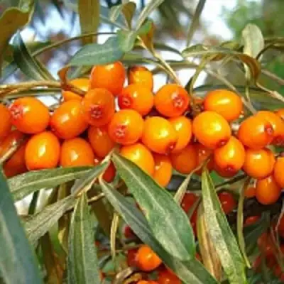 Облепиха БОТАНИЧЕСКАЯ в Бобруйске