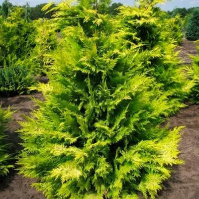 Кипарисовик ГОЛДЕН ВОНДЕР лавсона в Бобруйске