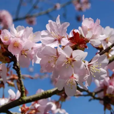 Вишня РАНЧО САРЖЕНТА в Бобруйске