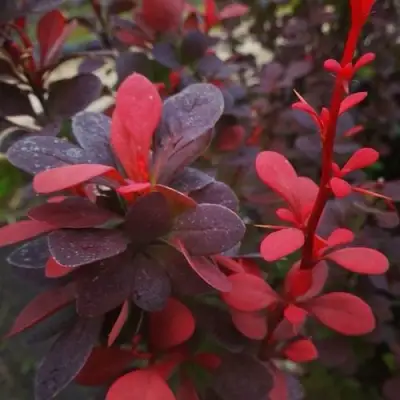 Барбарис РЕД ПИЛЛАР тунберга в Бобруйске