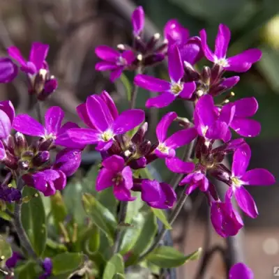 Арабис РОУЗ делайт в Бобруйске