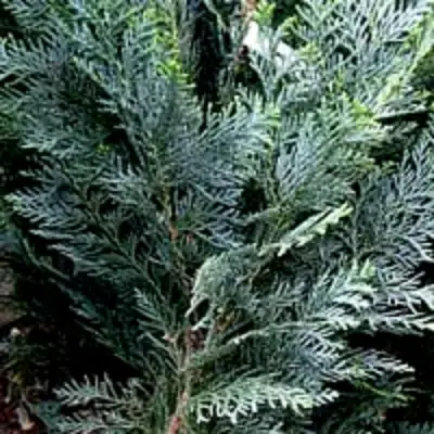 Кипарисовик ДАРТС БЛЮ РИББОН лавсона в Бобруйске