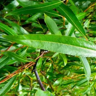 Ива ломкая  в Бобруйске