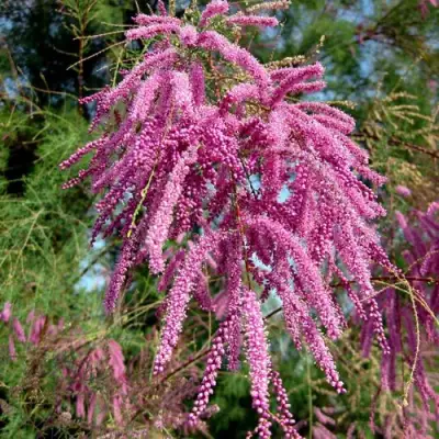 Тамарикс ПИНК КАСКАД в Бобруйске