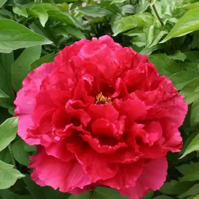 Пион АРОМАТНОЕ ВОСПОМИНАНИЕ древовидный в Бобруйске