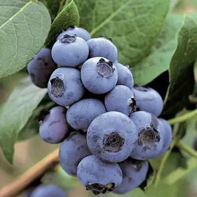 Голубика ПАТРИОТ в Бобруйске