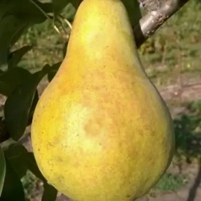 Груша КОНКОРД в Бобруйске