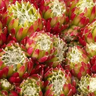 Молодило ХУКЕРА в Бобруйске