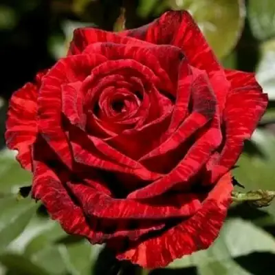 Роза РЕД ИНТУИШН чайно-гибридная в Бобруйске