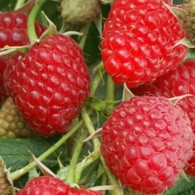 Малина КОЛОКОЛЬЧИК в Бобруйске