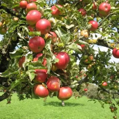 Яблоня ОРЛИК в Бобруйске