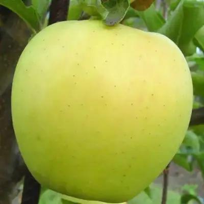 Яблоня ГОЛДЕН ДЕЛИШЕС в Бобруйске