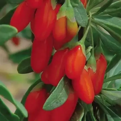 Годжи ВЯЧЕСЛАВ в Бобруйске