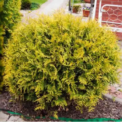 Туя КОЛЛЕРС ГОЛД складчатая в Бобруйске