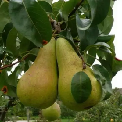 Груша КОНКОРД в Бобруйске
