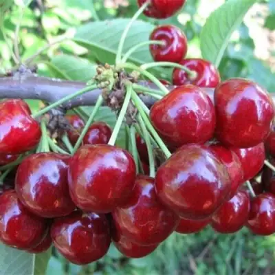 Вишня ДЕСЕРТНАЯ МОРОЗОВОЙ в Бобруйске