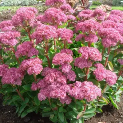 Очиток (седум) КАРЛ видный в Бобруйске