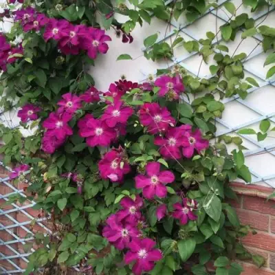 Клематис ЭРНЕСТ МАРКХАМ в Бобруйске