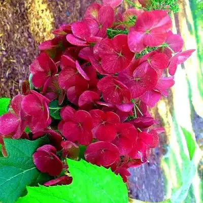 Гортензия АМЕТИСТ дуболистная в Бобруйске