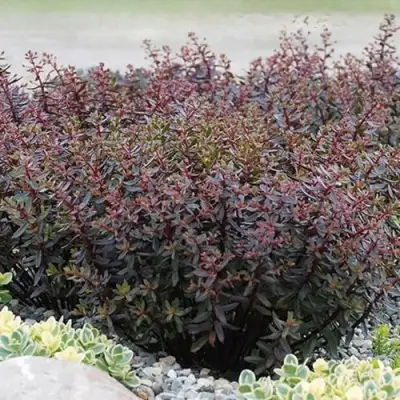 Очиток (седум) САНСПАРКЛЕР ДЖЕЙД ТАФФЕТ в Бобруйске