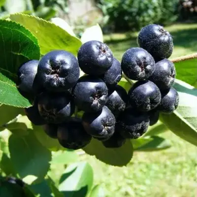 Рябина НЕРО черноплодная в Бобруйске