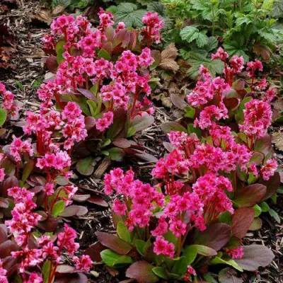 Бадан ФЛИРТ в Бобруйске