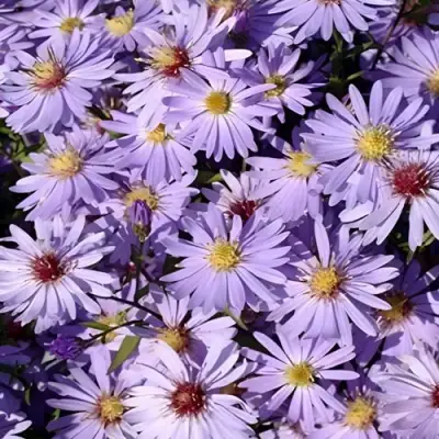 Астра БЛЮ ХЕВЕН сердцелистная в Бобруйске