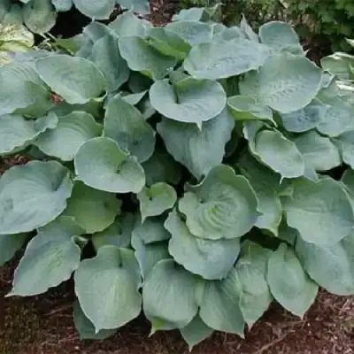 Хоста МУНЛАЙТ СОНАТА гибридная в Бобруйске