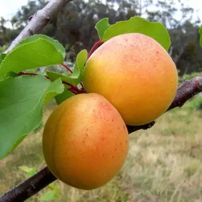 Абрикос ОРЛОВЧАНИН  в Бобруйске