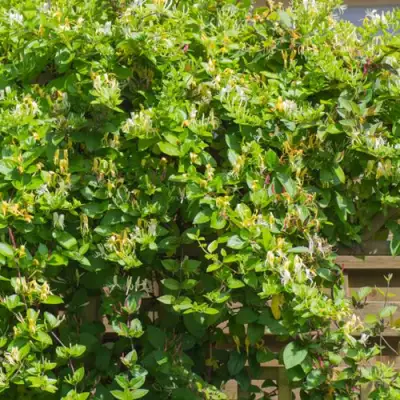 Жимолость ХАЛЛИАНА японская (Хелиана) в Бобруйске