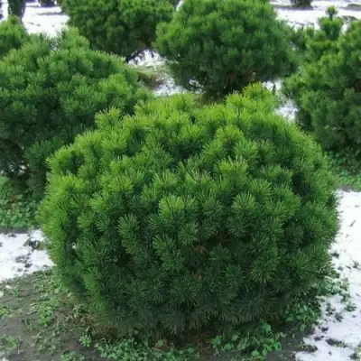 Сосна горная МУГУС в Бобруйске