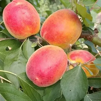 Абрикос ОСОБЕННЫЙ ДЕНИСЮКА в Бобруйске