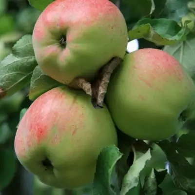 Яблоня УТРО в Бобруйске