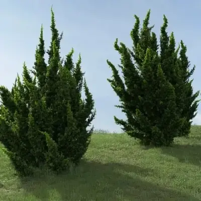 Можжевельник КАЙЗУКА китайский в Бобруйске