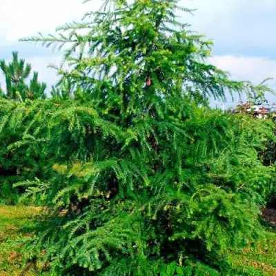 Лиственница европейская в Бобруйске