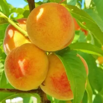 Персик ВЕТЕРАН в Бобруйске