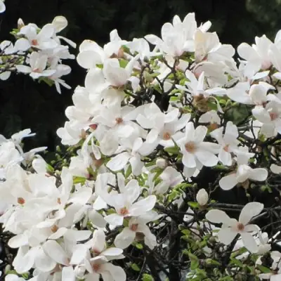 Магнолия КОБУС в Бобруйске