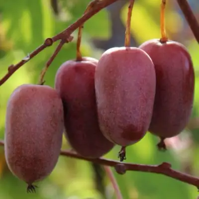 Актинидия ПУРПУРНО САДОВАЯ  аргута в Бобруйске