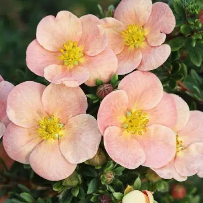 Лапчатка ДЕЙДАУН кустарниковая  в Бобруйске