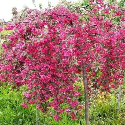 Яблоня КИНГ БЬЮТИ декоративная в Бобруйске