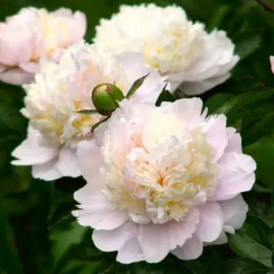 Пион ШИРЛИ ТЕМПЛ травянистый в Бобруйске