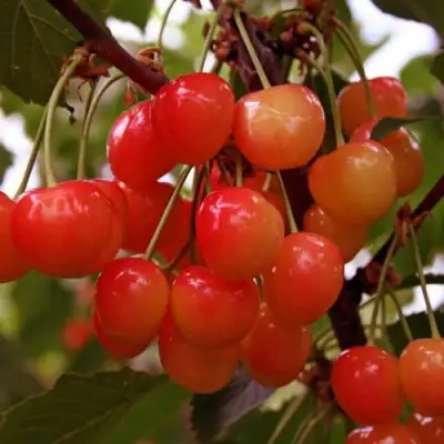 Черешня ФАТЕЖ в Бобруйске