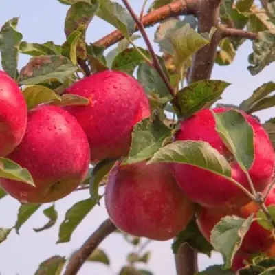 Яблоня РОЖДЕСТВЕНСКОЕ в Бобруйске