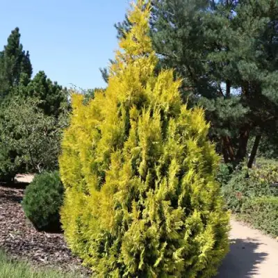 Туя СТОУНХАМ ГОЛД складчатая в Бобруйске