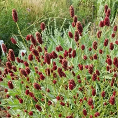 Кровохлебка БИТЛВИНГЗ в Бобруйске